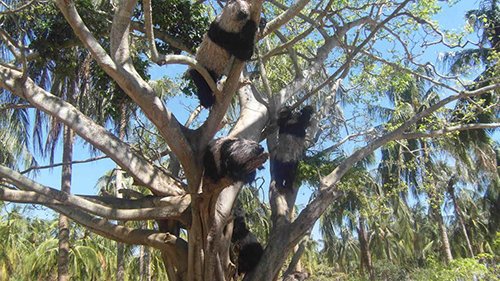 Gấu nhân tạo trèo cây tạo khung cảnh bắt mắt cho khu du lịch.